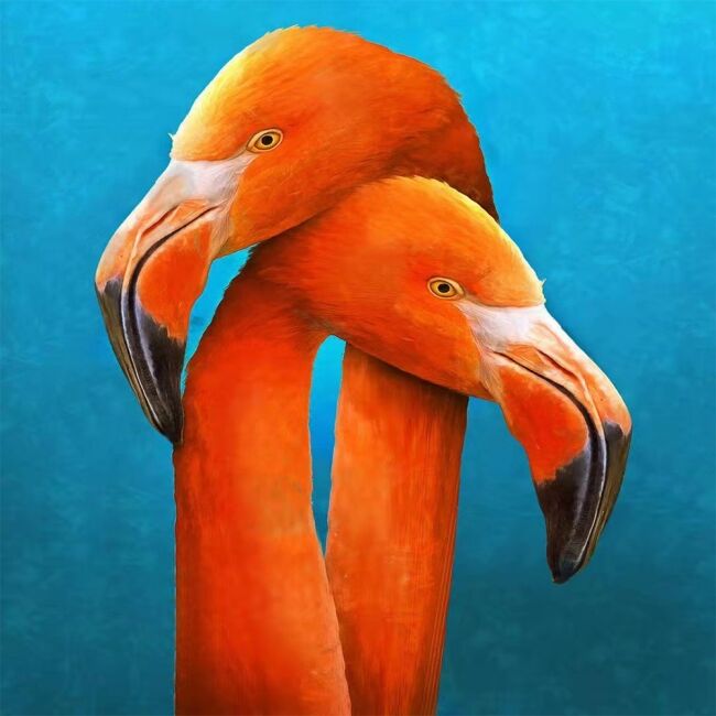 Kanvas Sarilan Flamingo Sayılarla Boyama Seti Rulo