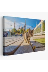 Sultan Ahmet Camii Önündeki Yavru Kedi Tablosu-6507