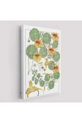Nasturtium Çiçeği Kanvas Tablo-5206