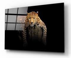Leopar Cam Tablo Özel Tasarım Ofis, Mutfak Çocuk Odası, Salon Dekorasyon