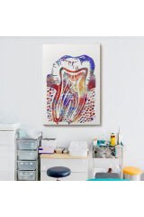 Suluboya Diş Anatomisi Tablosu-6020