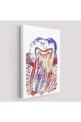 Suluboya Diş Anatomisi Tablosu-6020